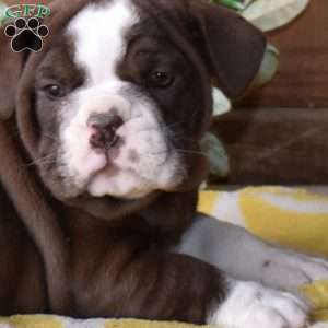 Brookie, Beabull Puppy