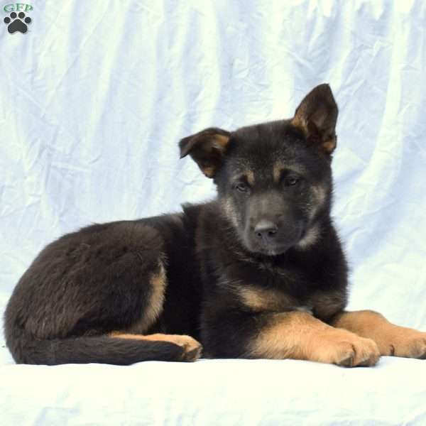 Brooklyn, German Shepherd Mix Puppy