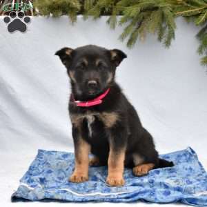 Brooklyn, German Shepherd Mix Puppy