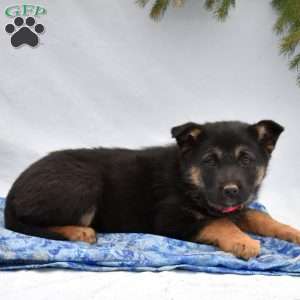 Brooklyn, German Shepherd Mix Puppy