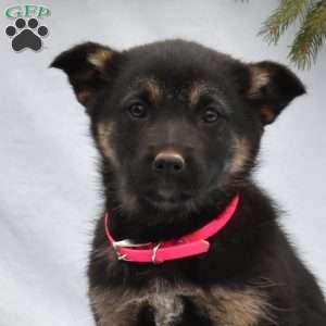 Brooklyn, German Shepherd Mix Puppy
