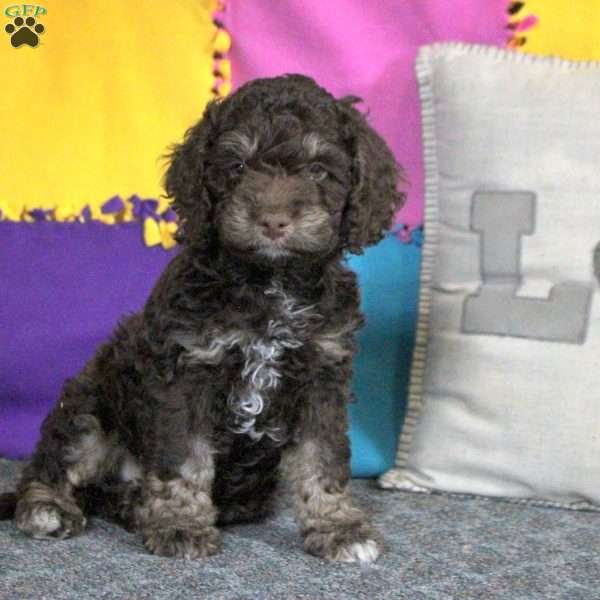 Brooks, Cockapoo Puppy