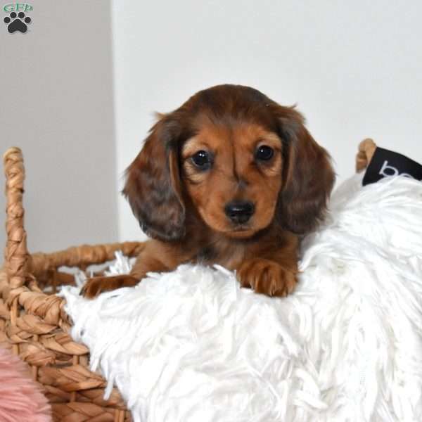 Brownie, Dachshund Puppy