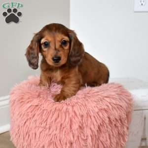 Brownie, Dachshund Puppy