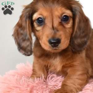 Brownie, Dachshund Puppy