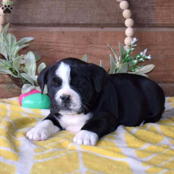 Bruno, Beabull Puppy