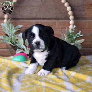 Bruno, Beabull Puppy