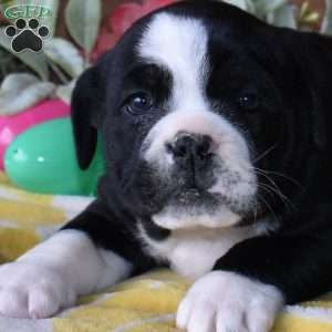 Bruno, Beabull Puppy