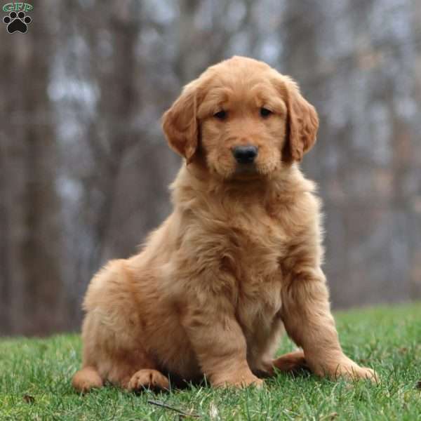 Bryce, Golden Retriever Puppy
