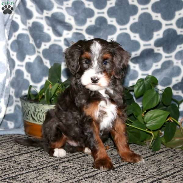 Bryce, Mini Bernedoodle Puppy