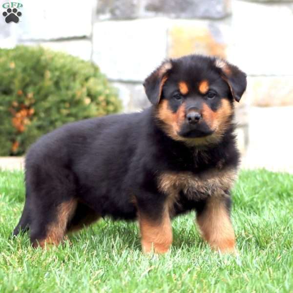 Bryce, Rottweiler Mix Puppy