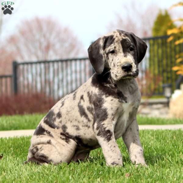 Bryce, Great Dane Puppy