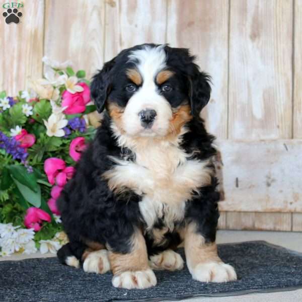 Bryce, Bernese Mountain Dog Puppy