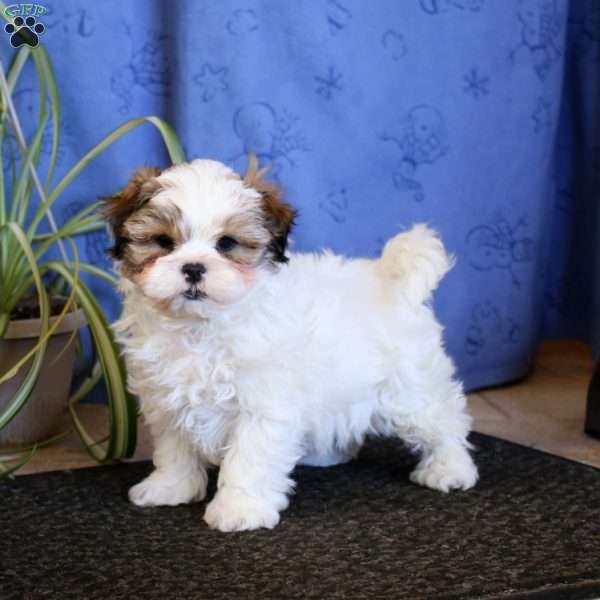 Bryce, Teddy Bear Puppy