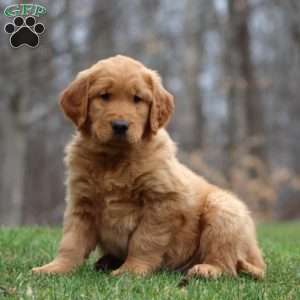 Bryce, Golden Retriever Puppy
