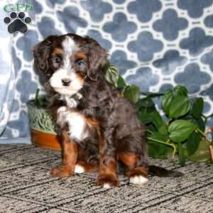 Bryce, Mini Bernedoodle Puppy