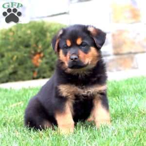 Bryce, Rottweiler Mix Puppy