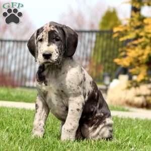 Bryce, Great Dane Puppy
