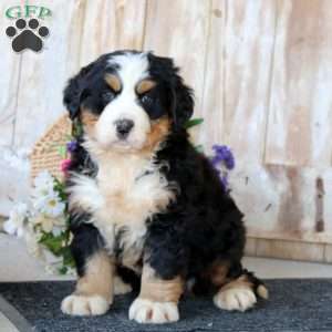 Bryce, Bernese Mountain Dog Puppy