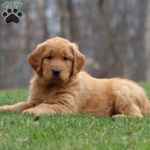 Bryce, Golden Retriever Puppy