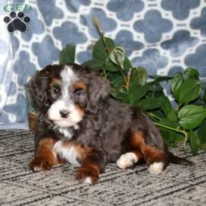 Bryce, Mini Bernedoodle Puppy