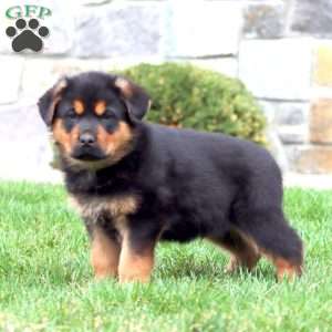 Bryce, Rottweiler Mix Puppy