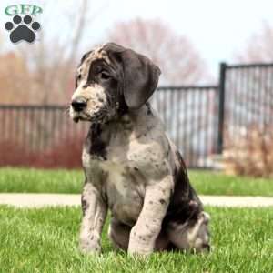 Bryce, Great Dane Puppy
