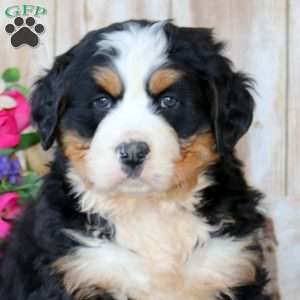 Bryce, Bernese Mountain Dog Puppy