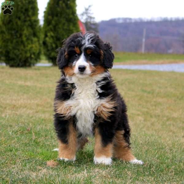 Brynlee, Mini Bernedoodle Puppy