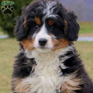 Brynlee, Mini Bernedoodle Puppy