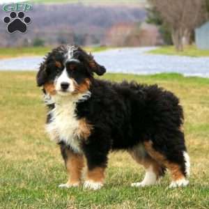 Brynlee, Mini Bernedoodle Puppy