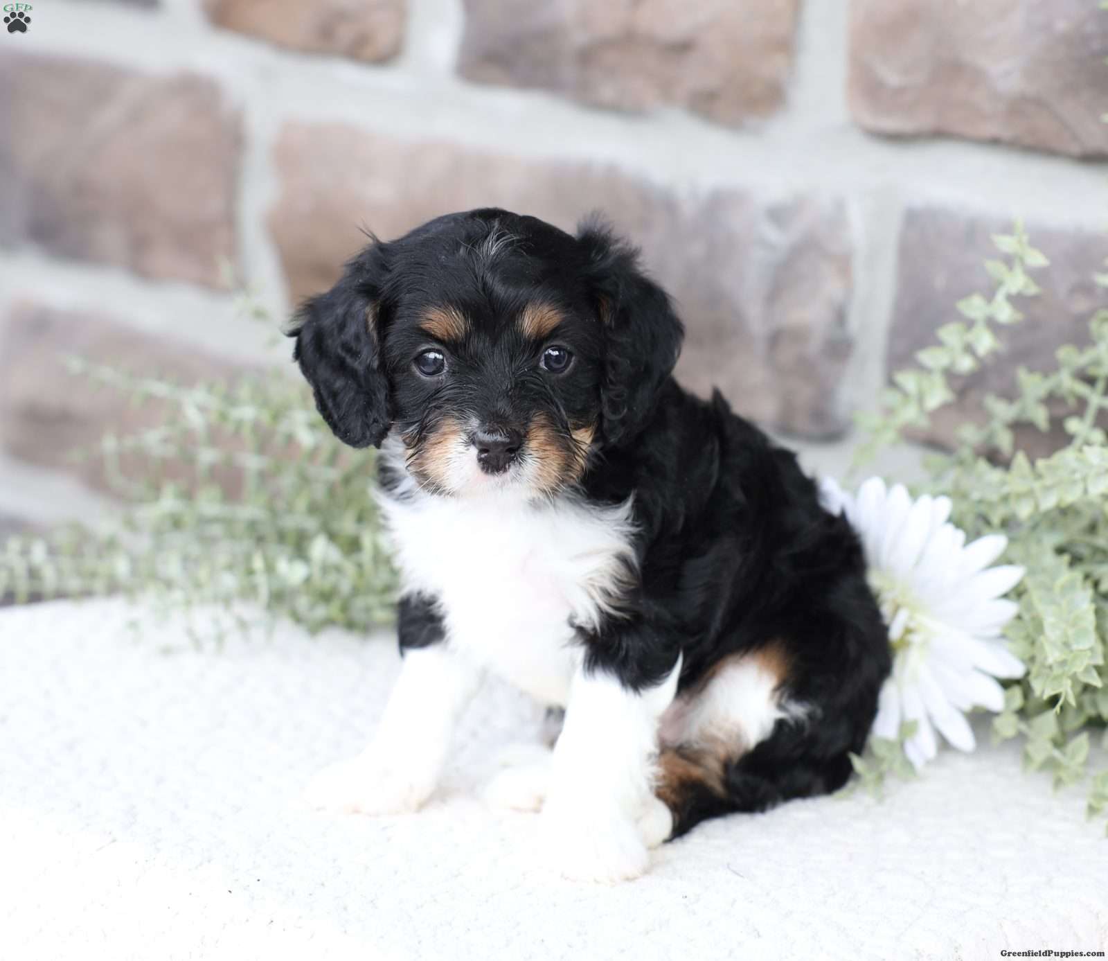 Brynn - Cavapoo Puppy For Sale in Pennsylvania