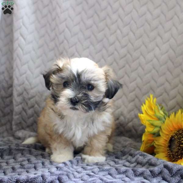 Bubbles, Teddy Bear Puppy