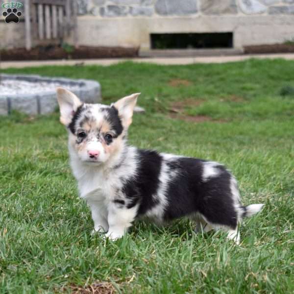 Bubbles, Pembroke Welsh Corgi Puppy