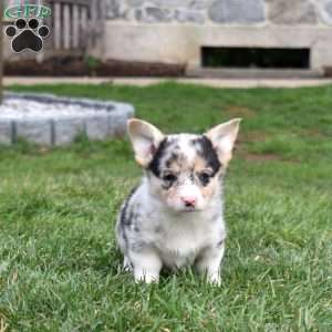 Bubbles, Pembroke Welsh Corgi Puppy