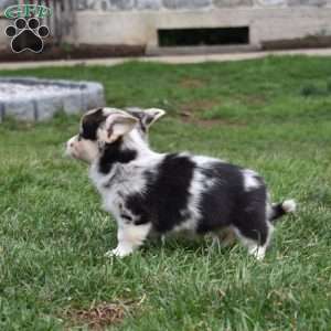 Bubbles, Pembroke Welsh Corgi Puppy