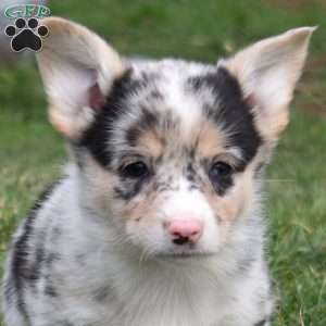 Bubbles, Pembroke Welsh Corgi Puppy
