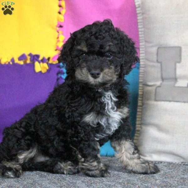 Buck, Cockapoo Puppy