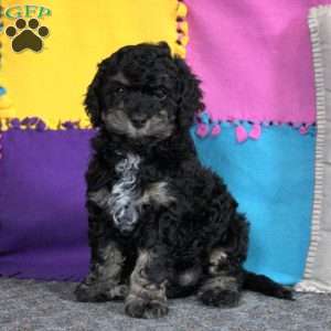 Buck, Cockapoo Puppy