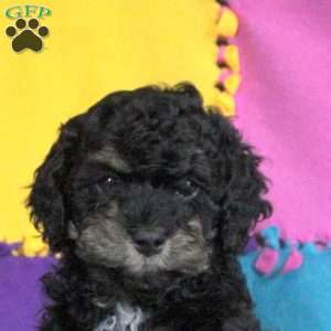 Buck, Cockapoo Puppy