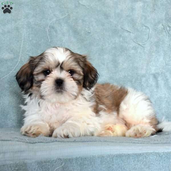 Buddy, Shih Tzu Puppy