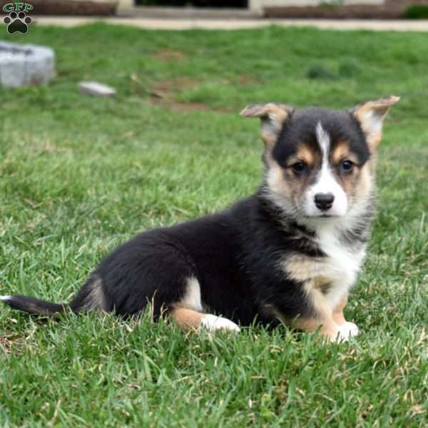 Buddy, Pembroke Welsh Corgi Puppy