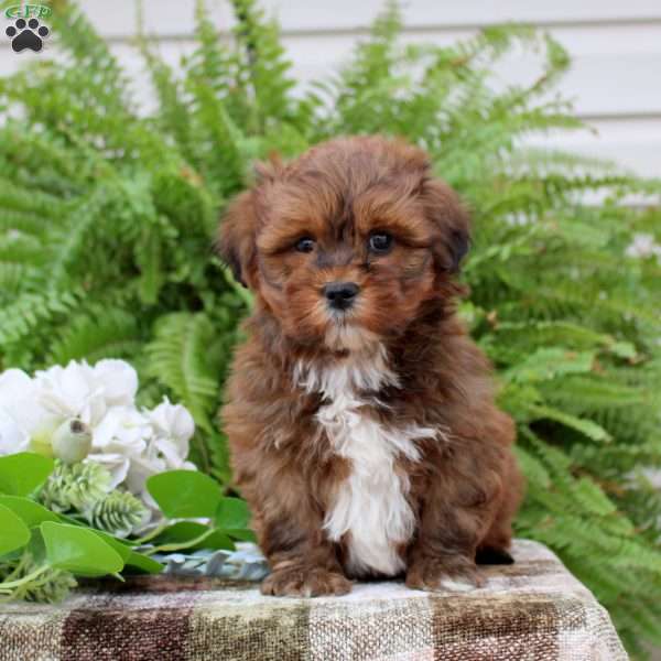 Buddy, Shih-Poo Puppy