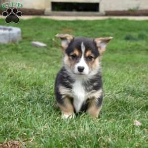 Buddy, Pembroke Welsh Corgi Puppy