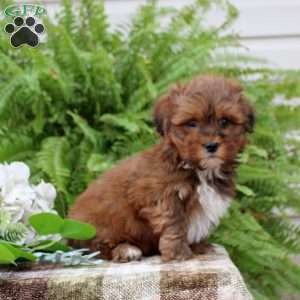 Buddy, Shih-Poo Puppy