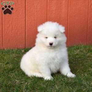 Buddy, Samoyed Puppy