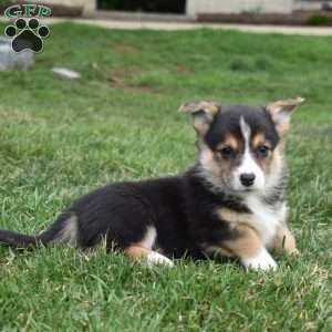 Buddy, Pembroke Welsh Corgi Puppy