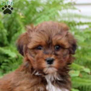 Buddy, Shih-Poo Puppy