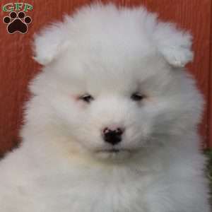 Buddy, Samoyed Puppy
