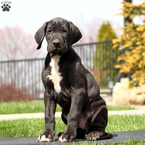 Buddy, Great Dane Puppy